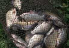 За 26 рибин рибалці загрожує до трьох років тюрми