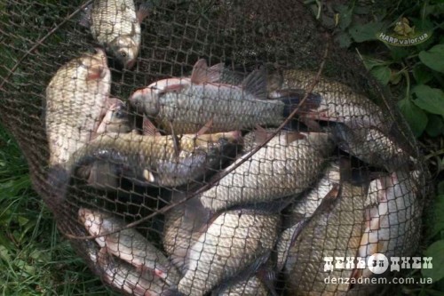 За 26 рибин рибалці загрожує до трьох років тюрми