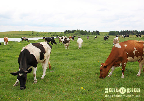 На Шепетівщині селяни масово продають корови