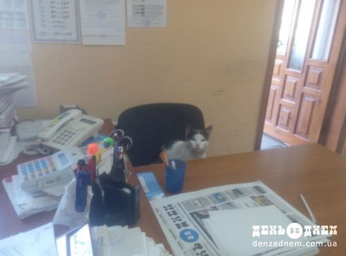 У Шепетівці кіт Буржуй ходить у редакцію, як на роботу