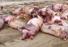 На Хмельниччині свині знову хворіють на чуму