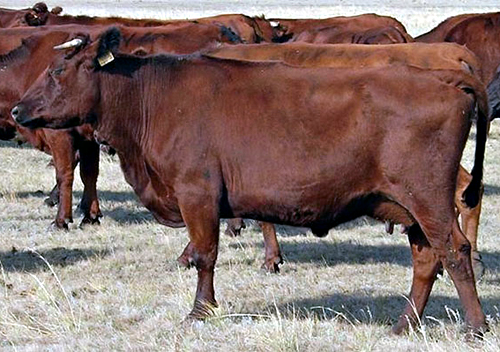 Мрія про корову від еко-ферми «Мрія», або Як не натрапити на онлайн-шахраїв