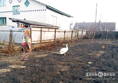 У Шепетівському районі лебідь поселився на пташиному дворі селянки (Оновлено)