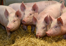 220 свиней утримуються у сільгоспгоспо­дарствах Шепетівщини