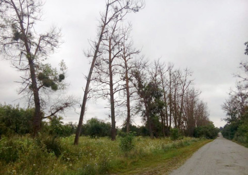 На Шепетівщині зріжуть аварійні дерева