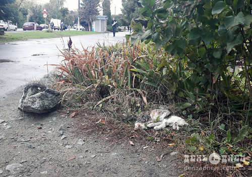 Хто прибирає мертвих тварин із вулиць Шепетівки?