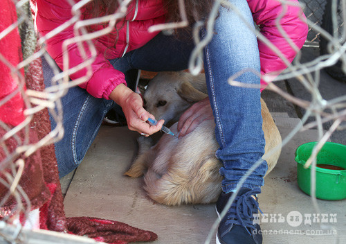 У Шепетівці збирають гроші на операцію собаки Асі, яку збила автівка