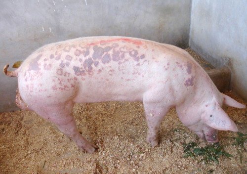 У сусідній з Хмельниччиною області зафіксували африканську чуму свиней