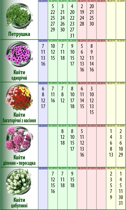 Посівний календар: петрушка, квіти