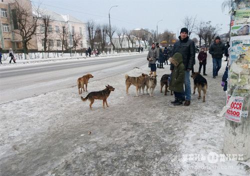 Міська влада поки безсила приборкати зграї собак у Шепетівці