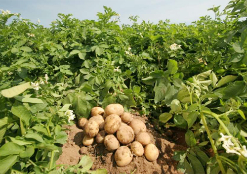 Як виростити і приготувати картоплю з користю для здоров’я