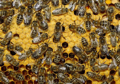 240 бджолосімей загинуло на Славутчині