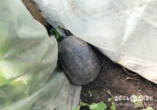У Шепетівці черепаха таємно закралася у друкарню