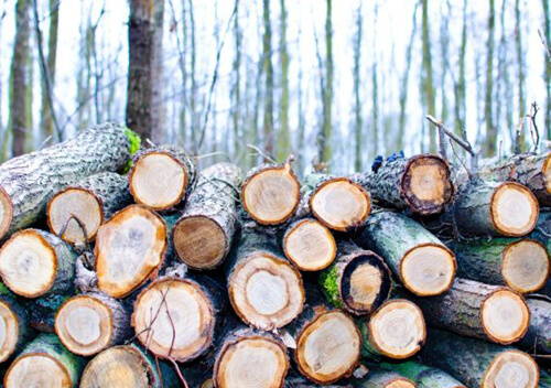 На Ізяславщині лише 4 із 16 лісогосподарств запровадили електрон­ний обіг деревини