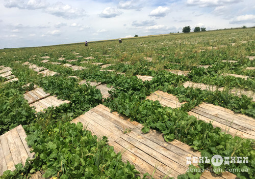 Піца, равіолі та суші з равликами: чи стануть такі делікатеси доступними у Шепетівці?