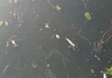 У річці Хоморі зафіксували масову загибель риби