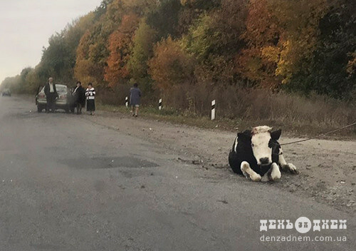 На Шепетівщині у ДТП потрапили теля та корова
