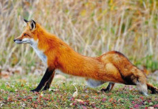 У листопаді на Шепетів­щині провели відстріл 24-х червоних лисиць