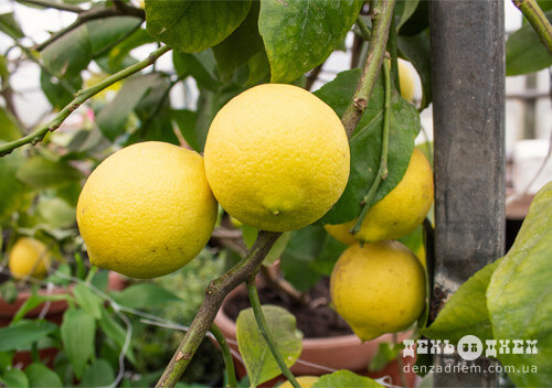Лимони, ківі та іншу екзотику вирощує шепетівчанин