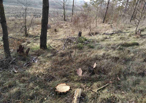 На Хмельниччині незаконно вирубали пів тисячі дерев