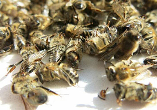 На Хмельниччині з’ясовують причини загибелі бджіл