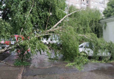 У Нетішині дерево впало на припаркований автомобіль