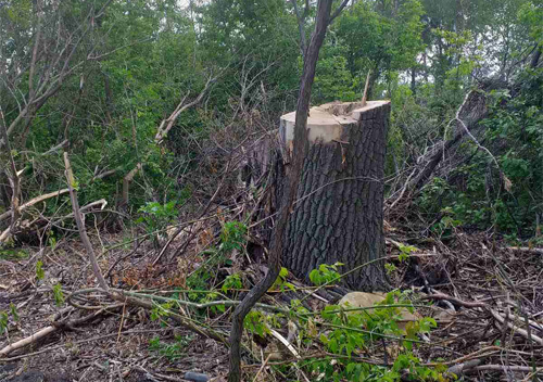 У Судилківській ОТГ незаконно зрізали 101 дерево