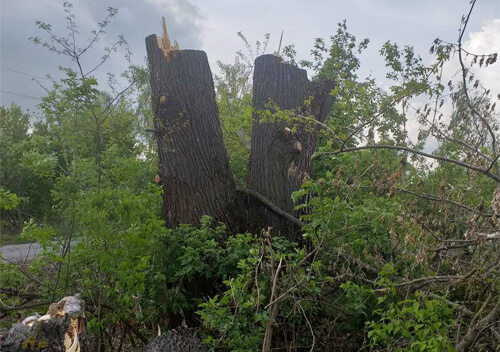 У Судилківській ОТГ незаконно зрізали 101 дерево