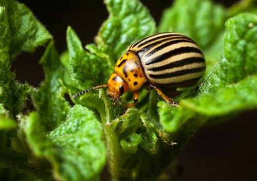 Стійкість картопляного жука до інсектицидних речовин. Чим боротися зі шкідниками?