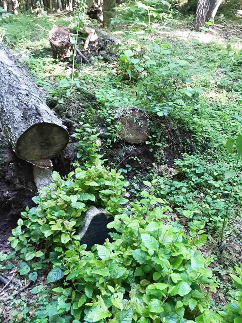 На Хмельниччині незаконно вирубали дерева у ландшафтному заказнику