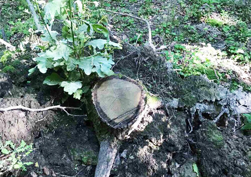 На Хмельниччині незаконно вирубали дерева у ландшафтному заказнику
