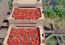 На Хмельниччині товариство вирощує ягоди та яблука на 173 гектарах