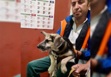 За останній тиждень у Нетішинській ОТГ стерилізували 5 безпритульних собак