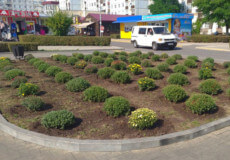 У Нетішині розквітне сотня кущів хризантем