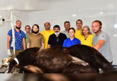 Почесний громадянин Славути допомагає у лікуванні ведмедів