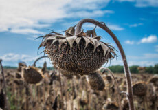 На Шепетівщині з поля вкрали урожай соняшника