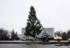 На станції Шепетівка-Подільська зрізали 20-метрову ялинку для новорічних святкувань
