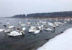 На водосховищі Хмельницької АЕС лебеді рятуються від лютих морозів