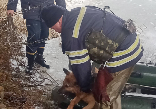 У Полонному рятували собаку, яка провалилася під лід