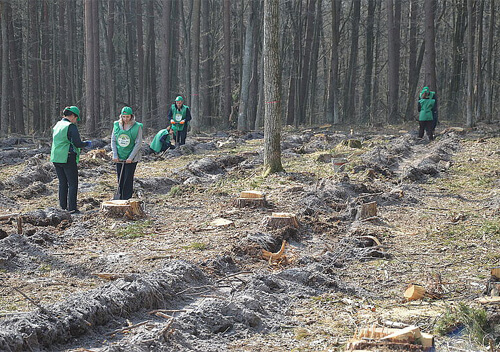 Депутати Шепетівської міської ТГ висадили п'ять тисяч саджанців дерев