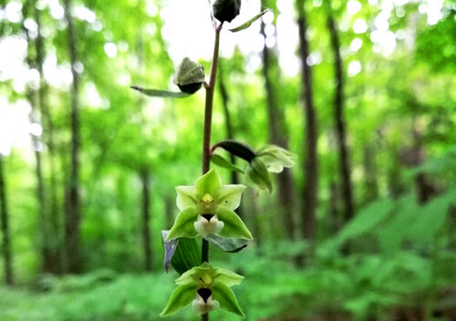 У Національному парку Шепетівського району квітнуть три види червонокнижних орхідей