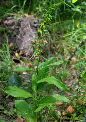 У Національному парку Шепетівського району квітнуть три види червонокнижних орхідей