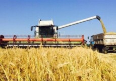1 мільйон тонн зерна вже зібрали аграрії Хмельниччини