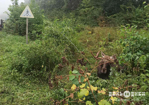 На Шепетівщині виявили травмованого лося: його долю вирішуватимуть екологи