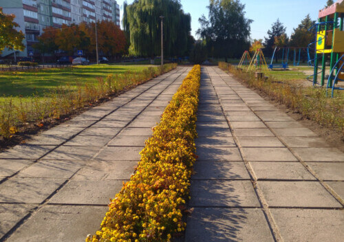 У Нетішині висадили по тисячі кущів троянд та спиреї вангутти