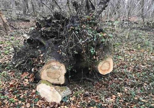 На Хмельниччині лісове господарство незаконно вирубало 252 дерева