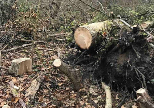 На Хмельниччині лісове господарство незаконно вирубало 252 дерева