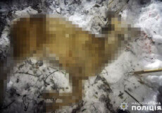 Вночі браконьєр застрелив козуль у заповіднику Хмельниччини