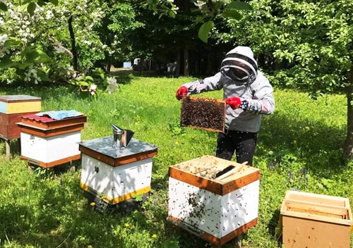Держпідприємство на Хмельниччині має яблучні сади та власну торгову марку меду