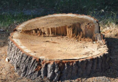 На Хмельниччині  незаконно вирізали деревини на суму понад 93 тисячі гривень